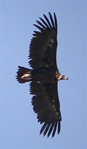 Eurasian Black Vulture  - Aegypius monachus © John Muddeman